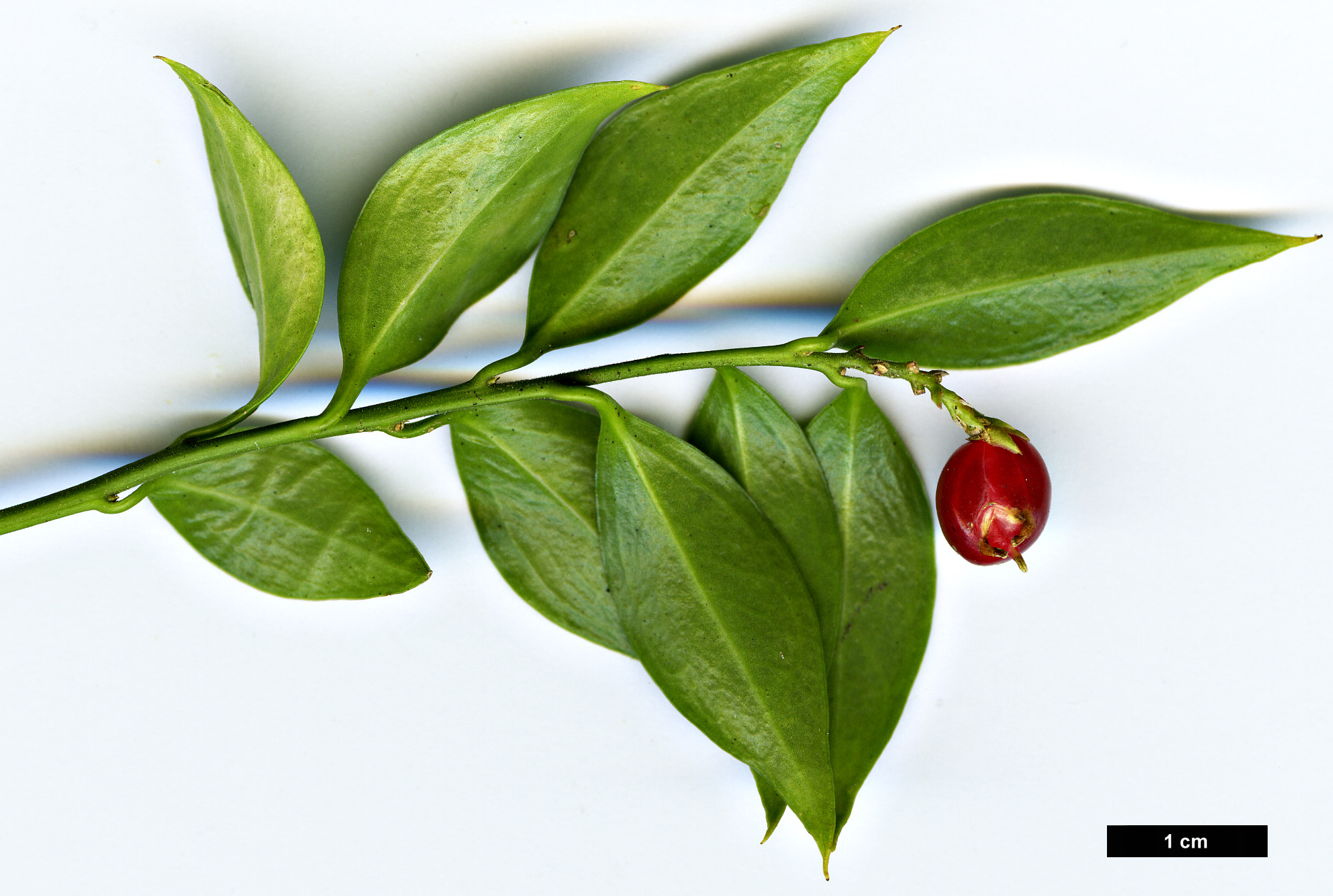 High resolution image: Family: Buxaceae - Genus: Sarcococca - Taxon: ruscifolia - SpeciesSub: var. chinensis High resolution image: Family: Buxaceae - Genus: Sarcococca - Taxon: ruscifolia - SpeciesSub: var. chinensis